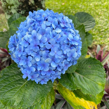 Hydrangea Seeds – Blue