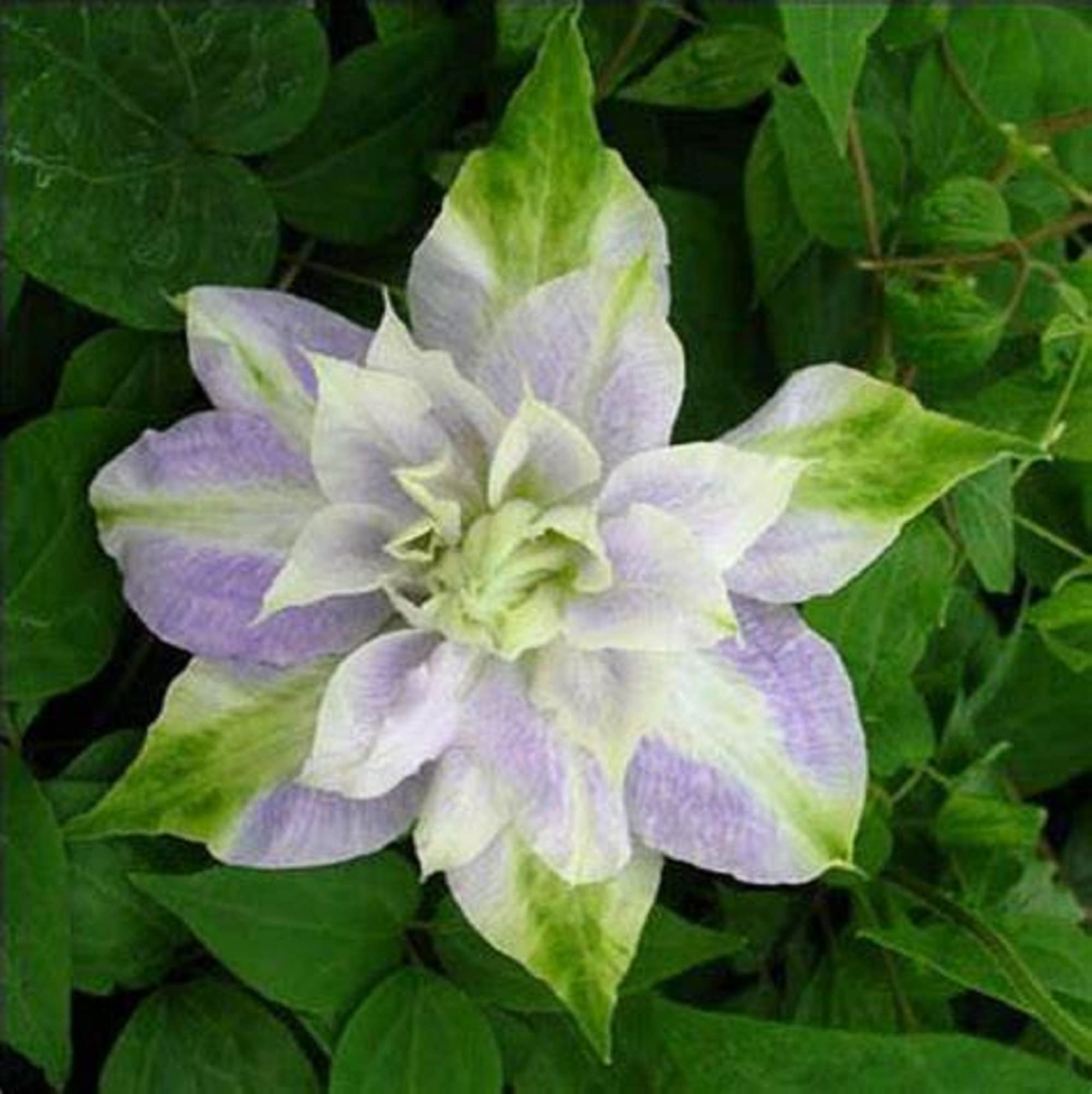 Clematis Seeds – Double Purple & Green