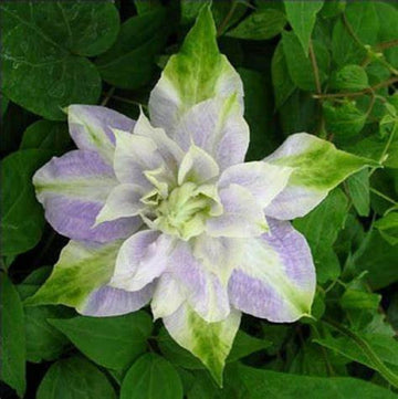 Clematis Seeds – Double Purple & Green
