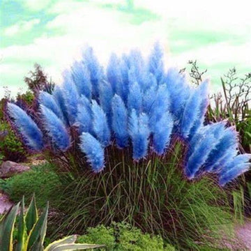 Pampas Grass Seeds – Blue