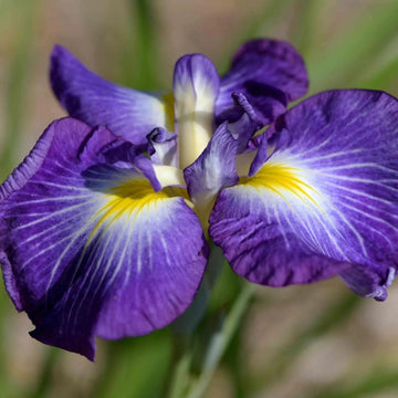 Japanese Iris Seeds – Elegant Perennial