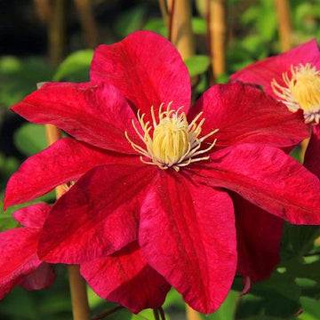 Clematis Seeds – Red