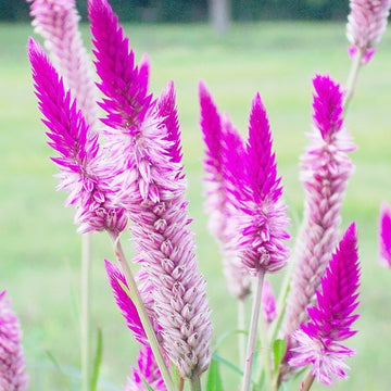 Celosia Seeds – Flamingo Feather