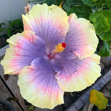 Hibiscus Seeds – Purple Yellow Bloom