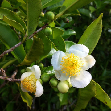 Camellia Sinensis Seeds - Tea Plant