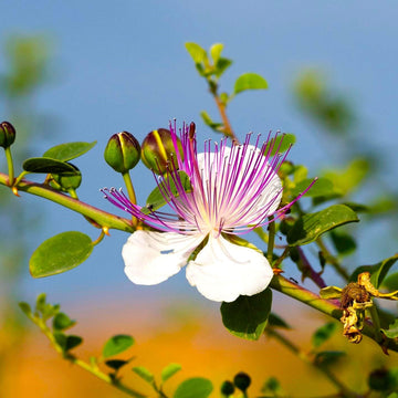 Caper Seeds Seeds – Flinders Rose