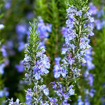 Rosemary Seeds – Aromatic
