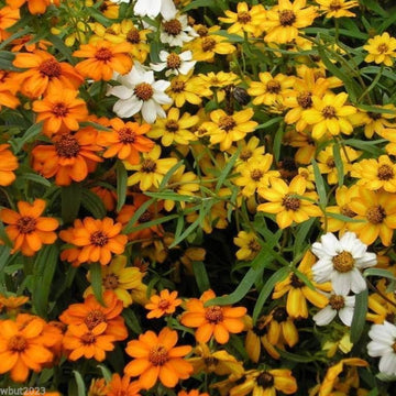 Zinnia Seeds - Linearis Mix