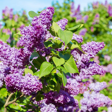 Lilac Seeds – Japanese Tree Purple