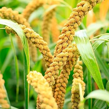 Millet Seeds – White Proso