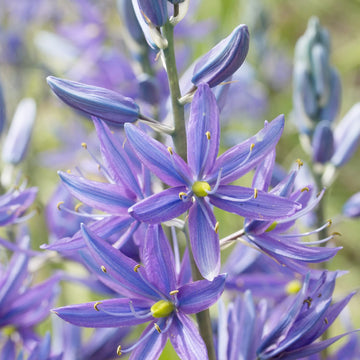 Blue Camas Seeds – Camassia