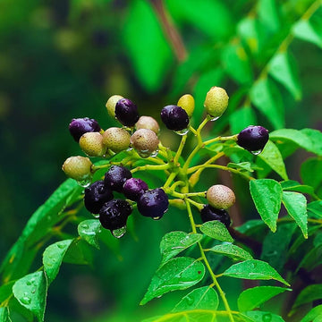Curry Leaf Seeds – Aromatic