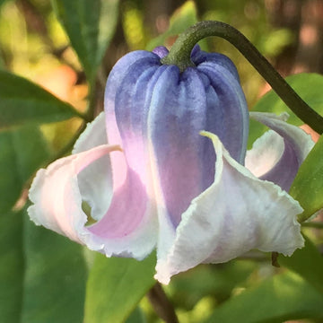 Clematis Seeds – Crispa