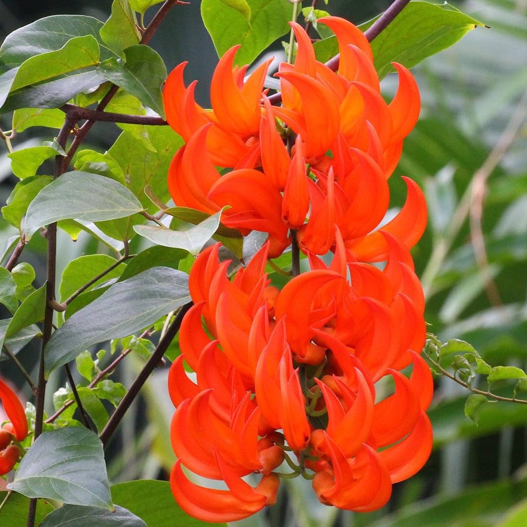 Jade Vine Seeds – Tropical Climbing