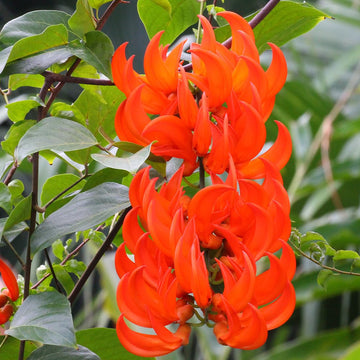 Jade Vine Seeds – Tropical Climbing