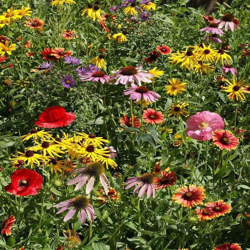 Wildflower Seeds – Midwest Mix