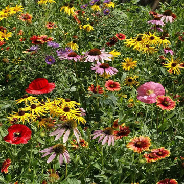 Wildflower Seeds – Midwest Mix