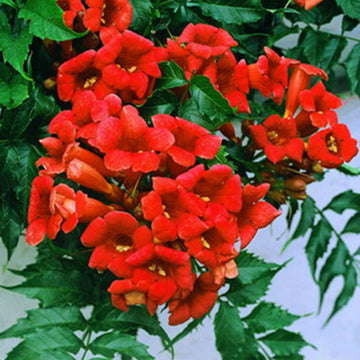 Hummingbird Trumpet Vine Seeds – Rare Dark Red