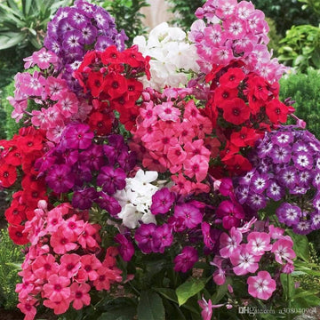 Phlox Seeds – Mixed Color