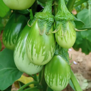 Eggplant Seeds – Green