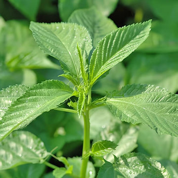 Molokhia Seeds – Egyptian Green