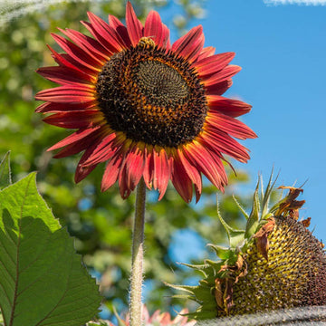 Sunflower Seeds – Red