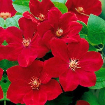 Clematis Seeds – Bright Red