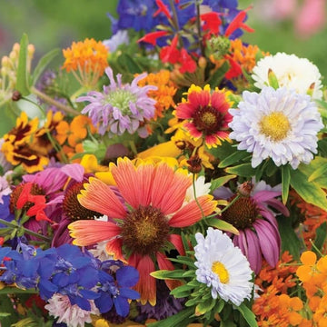 Wildflower Seeds - Mix