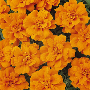 Marigold Seeds – Durango Tangerine