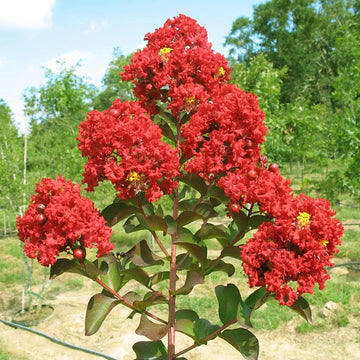 Crape Myrtle Seeds – Red