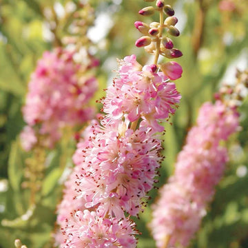 Summersweet Seeds – Pink