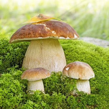 Mushroom Seeds – Brown