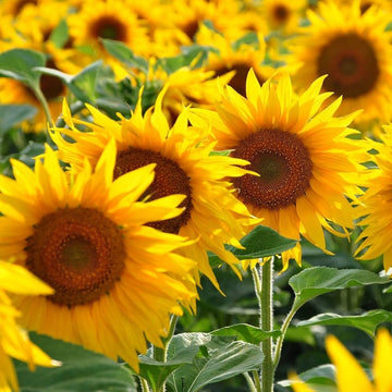 Sunflower Seeds – Yellow