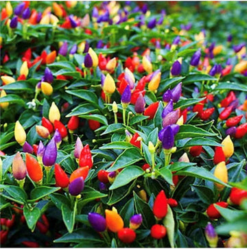 Ornamental Pepper Seeds