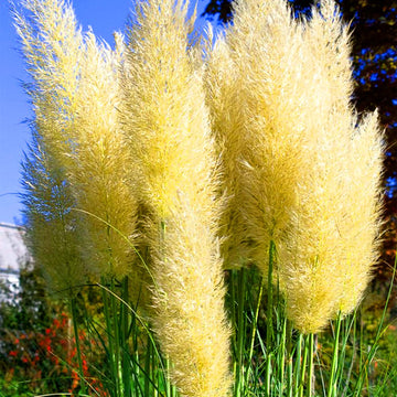 Pampas Grass Seeds – Yellow