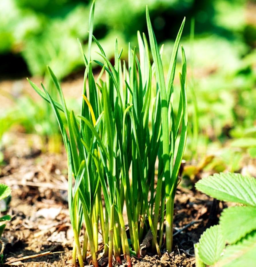 Green Chive Seeds