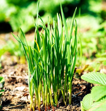 Green Chive Seeds