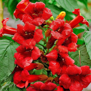 Hummingbird Trumpet Vine Seeds – Rare Dark Red