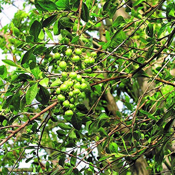 Ficus Pertusa Seeds – Green