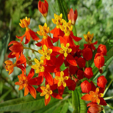 Milkweed Seeds – Tropical