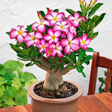 Desert Rose Seeds – Adenium Obesum