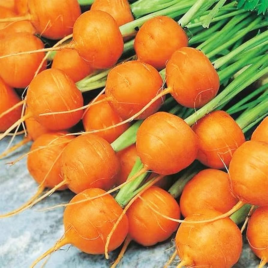 Carrot Seeds – Premium Parisian