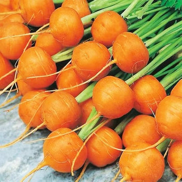 Carrot Seeds – Premium Parisian