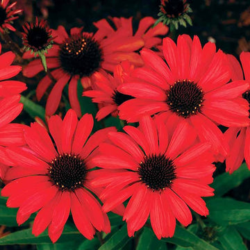 Echinacea Seeds – Red Ruby Coneflower