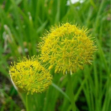 Garlic Seeds – Muli