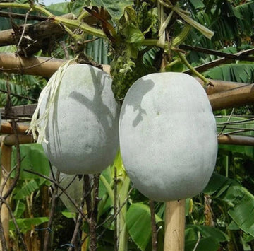 Ash Gourd Seeds