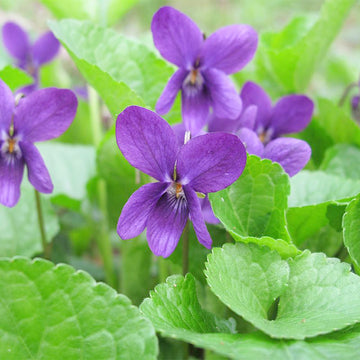 Viola Odorata Seeds – Queen Charlotte