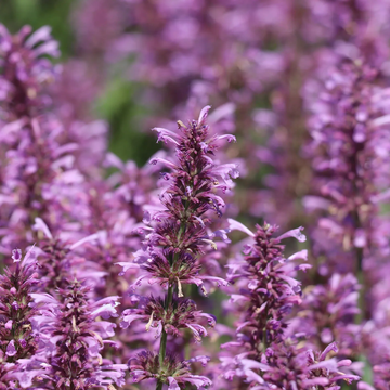 Agastache Rose Mint  Seeds - Perennial, Fragrant, Pollinator-Friendly