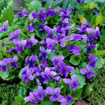 Viola Odorata Seeds – Queen Charlotte