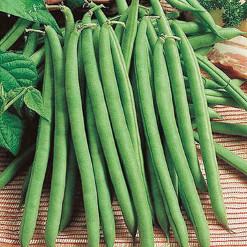 Blue Lake Pole Bean Seeds